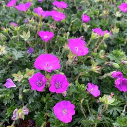 Perenner Mix i 13cm kruka