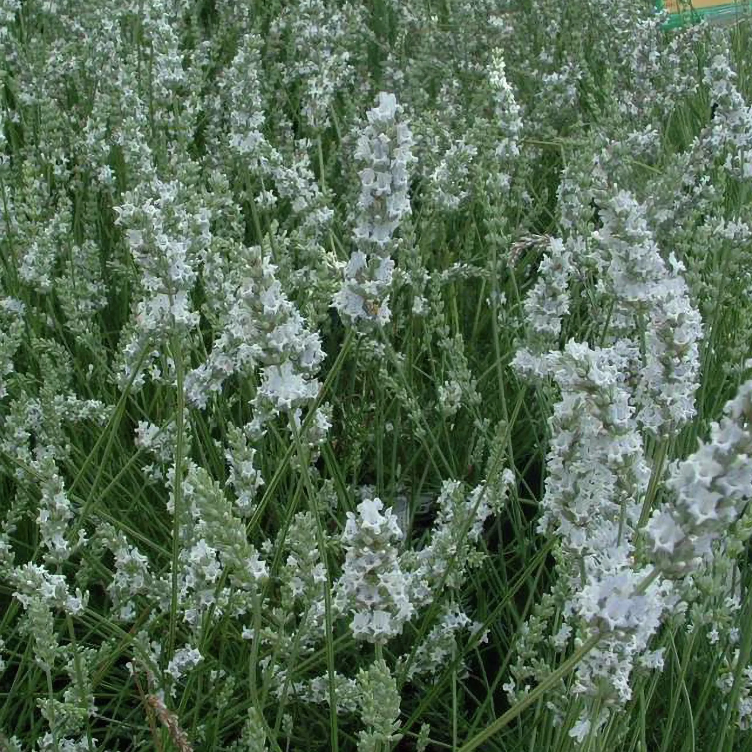 Perenner Mix i 13cm kruka