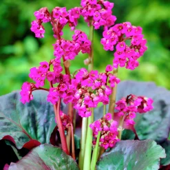 Perenner Mix i 13cm kruka