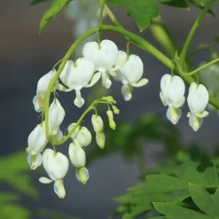 Perenner Mix i 13cm kruka