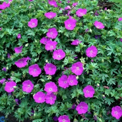 Perenner Mix i 13cm kruka