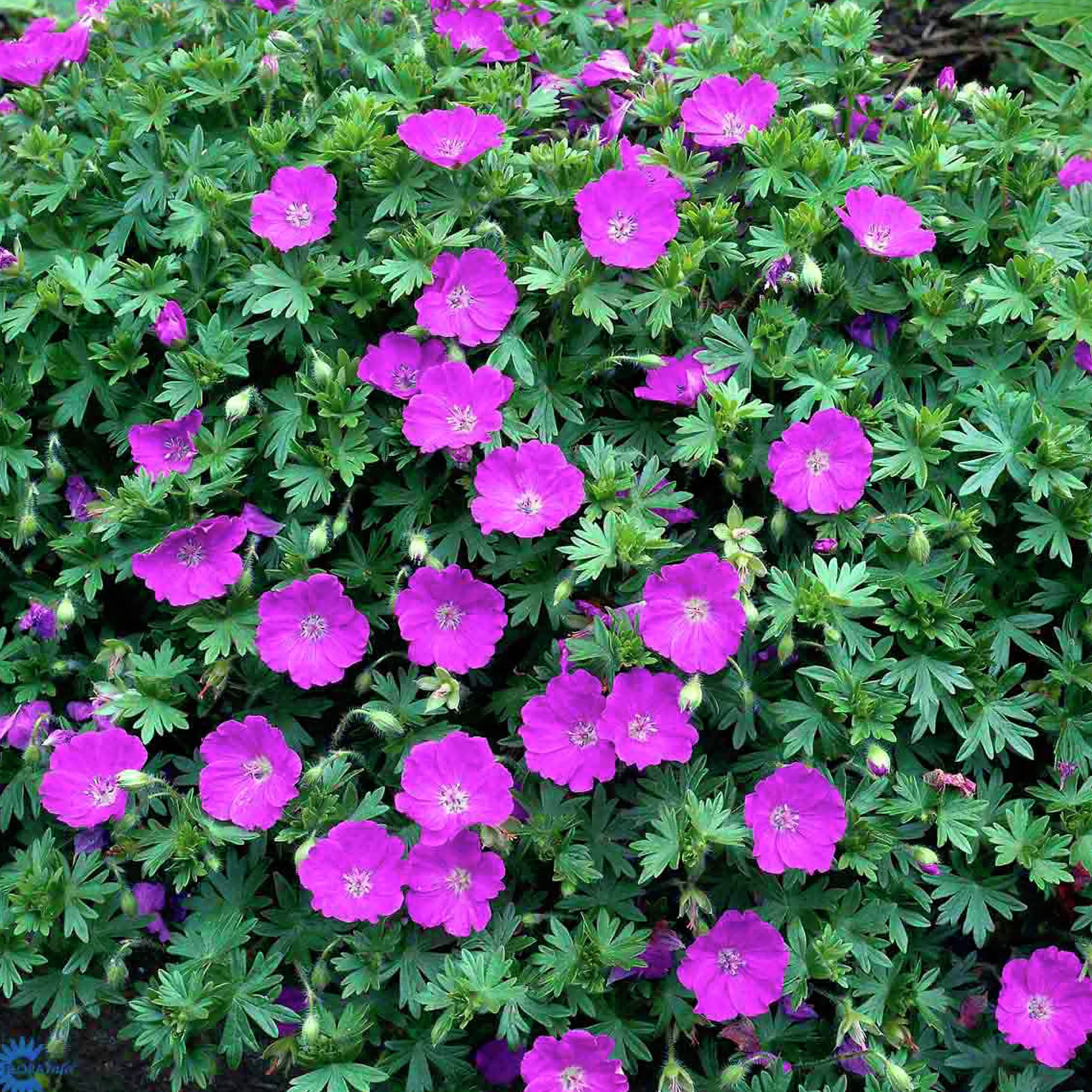 Perenner Mix i 13cm kruka