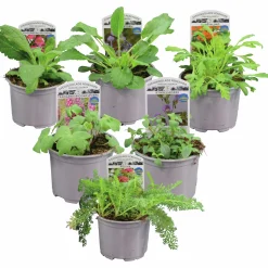 Perenner Svenska Mix i 11cm kruka