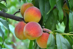 Persika 'Frost' Krukodlad