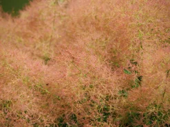 Perukbuske 'Young Lady'