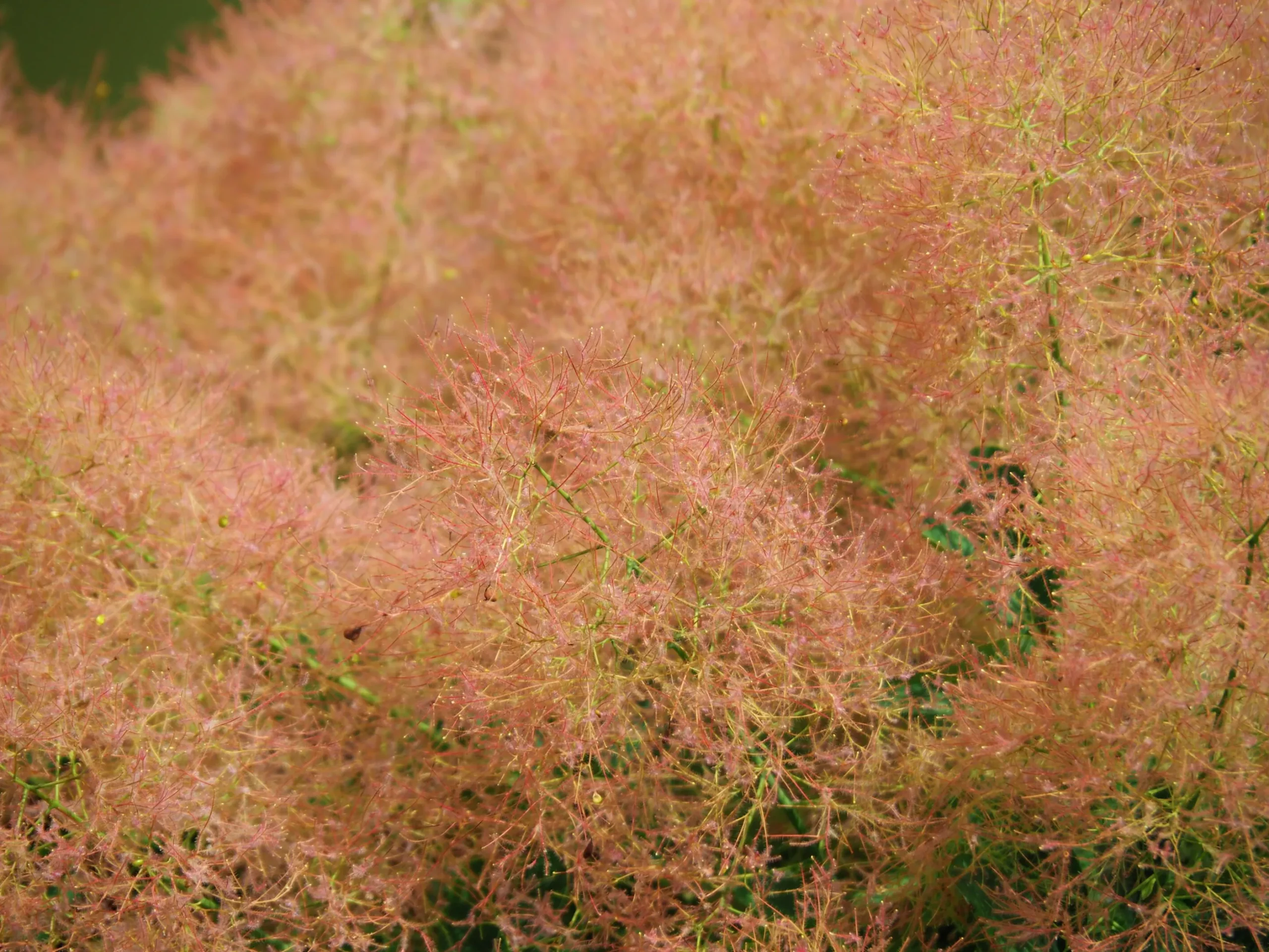 Perukbuske 'Young Lady'