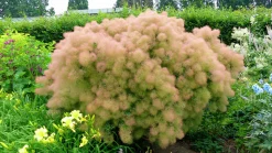 Perukbuske 'Young Lady'