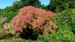 Perukbuske 'Young Lady'