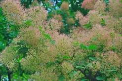 Perukbuske 'Young Lady'