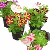 Petunia lat. Petunia x hybrida Amore Serien