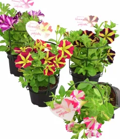 Petunia lat. Petunia x hybrida Amore Serien