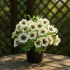 Petunia Party lat. Petunia surfinia 'Cappuccino'