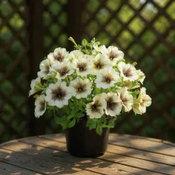 Petunia Party lat. Petunia surfinia 'Cappuccino'
