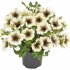 Petunia Party lat. Petunia surfinia 'Cappuccino'