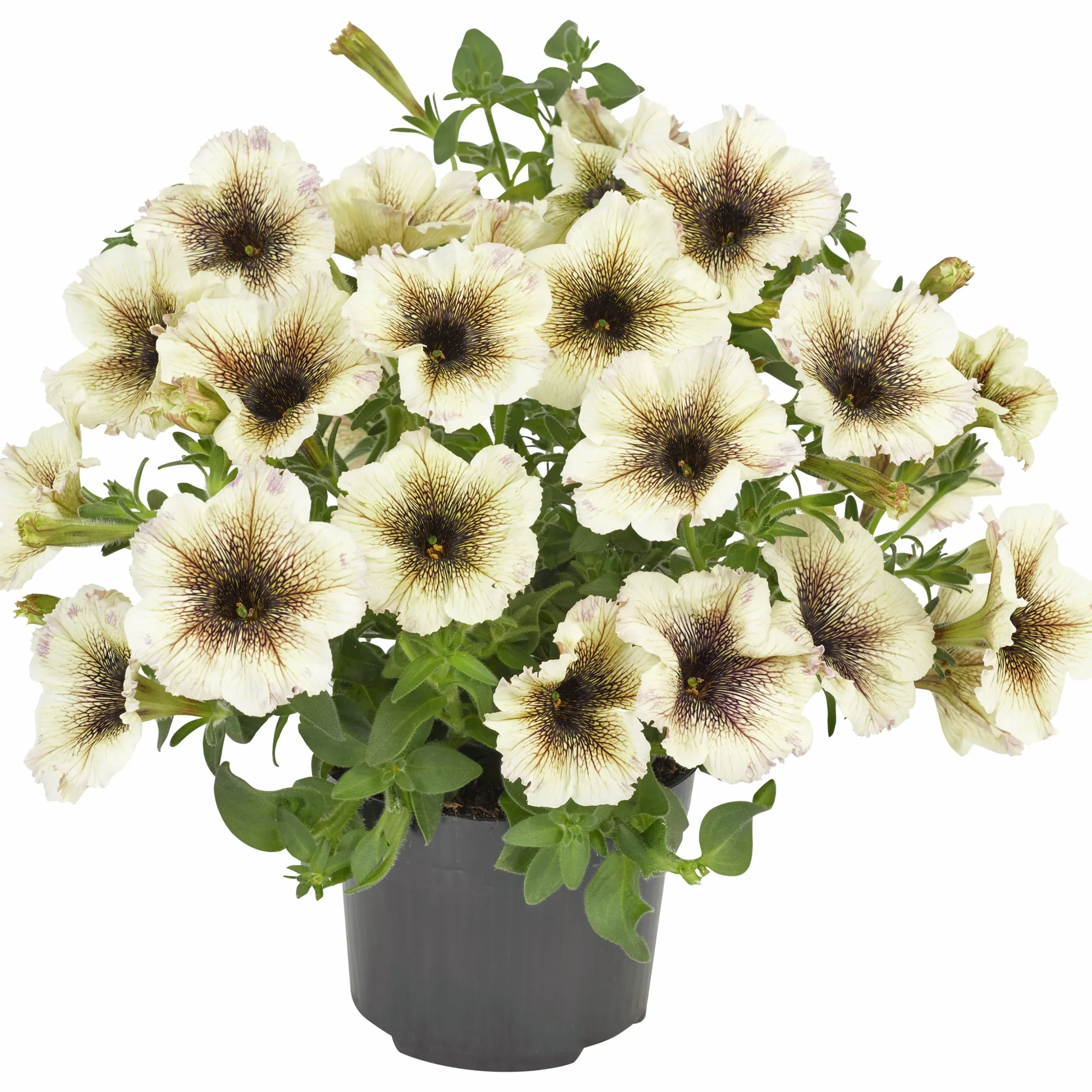 Petunia Party lat. Petunia surfinia 'Cappuccino'