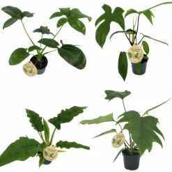 Philodendron Exklusiv Mix i 11cm kruka