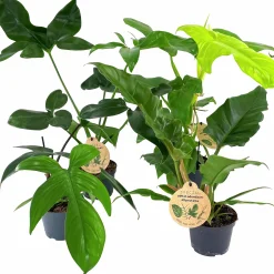 Philodendron Exklusiv Mix i 11cm kruka