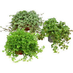 Pilea lat. Pilea spp. Mix
