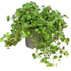 Pilea lat. Pilea spp. Mix
