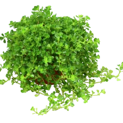 Pilea lat. Pilea spp. Mix
