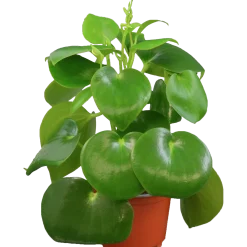Pilea lat. Pilea spp. Mix