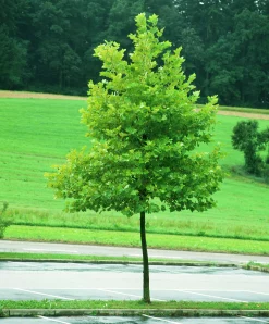 Platan Ungträd ca 150-200cm