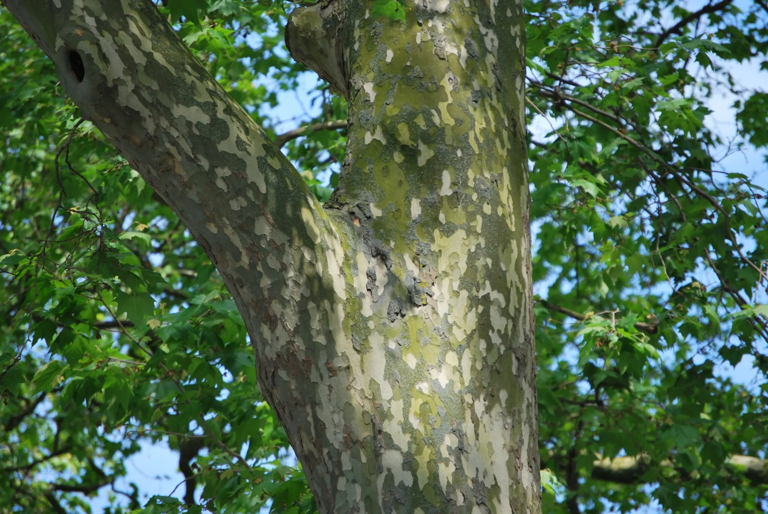 Platan Ungträd ca 150-200cm