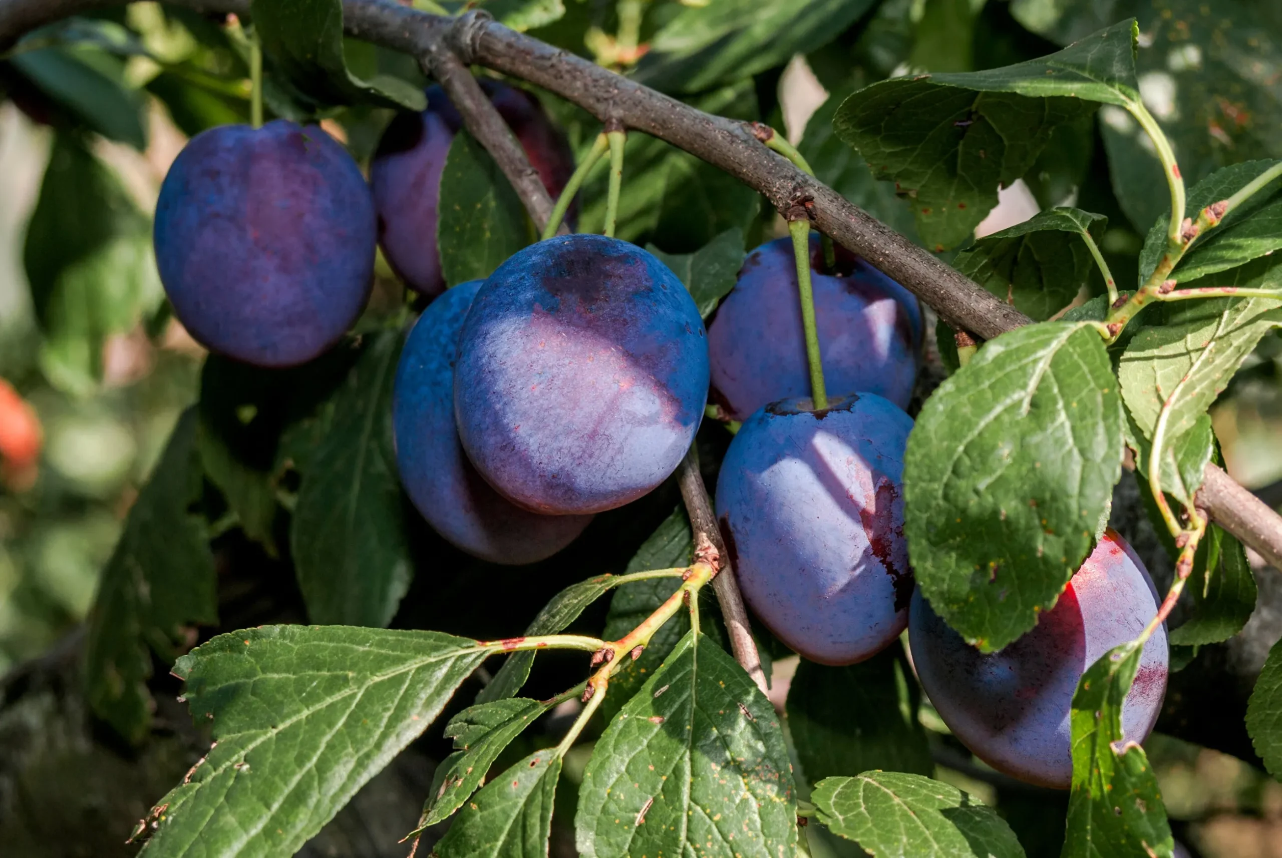 Plommon 'Opal'