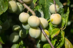 Plommon 'Reine Claude d'Oullins' Svagväxande