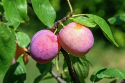 Plommon 'Victoria'