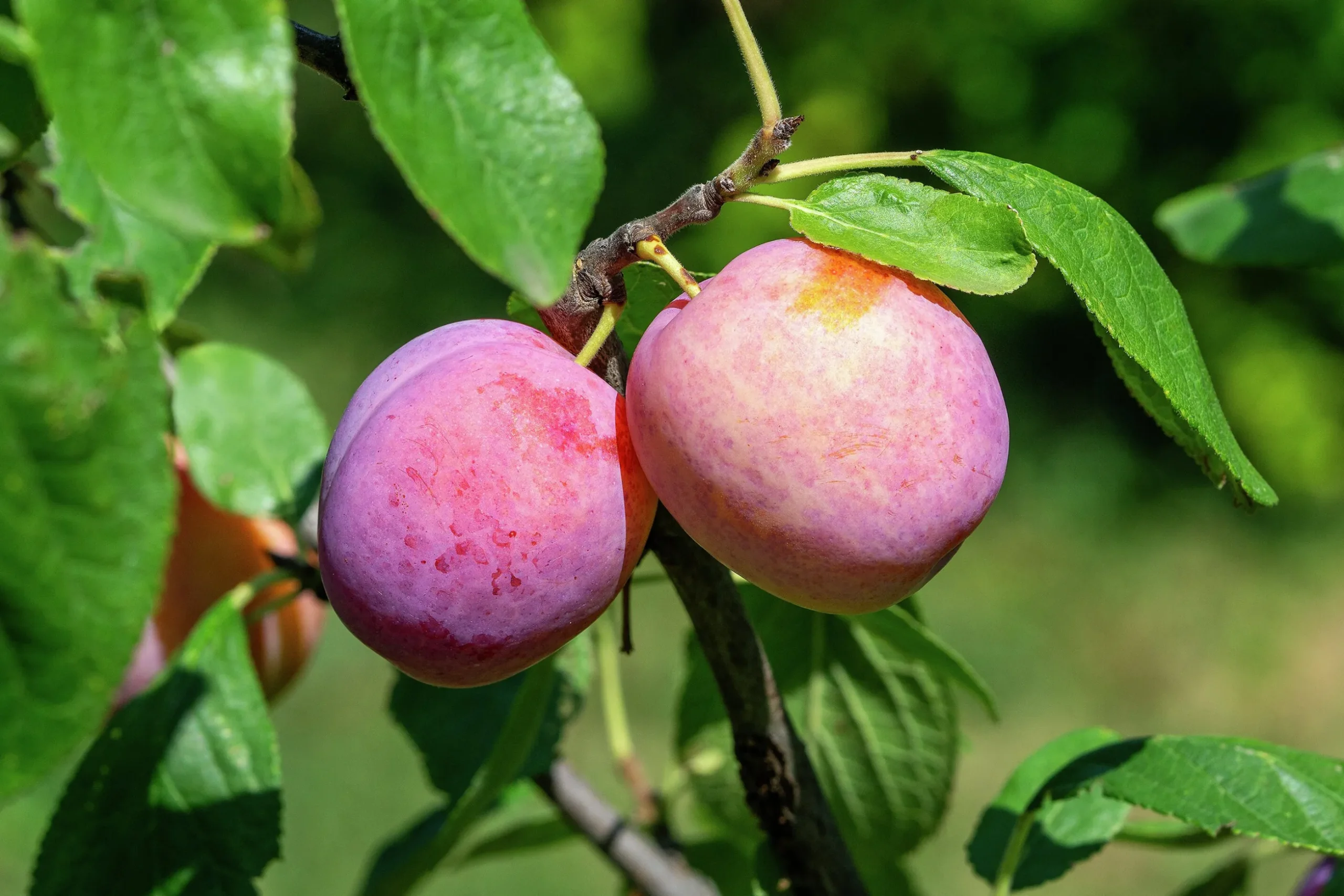 Plommon 'Victoria'