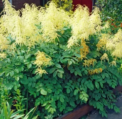 Plymspirea klassisk