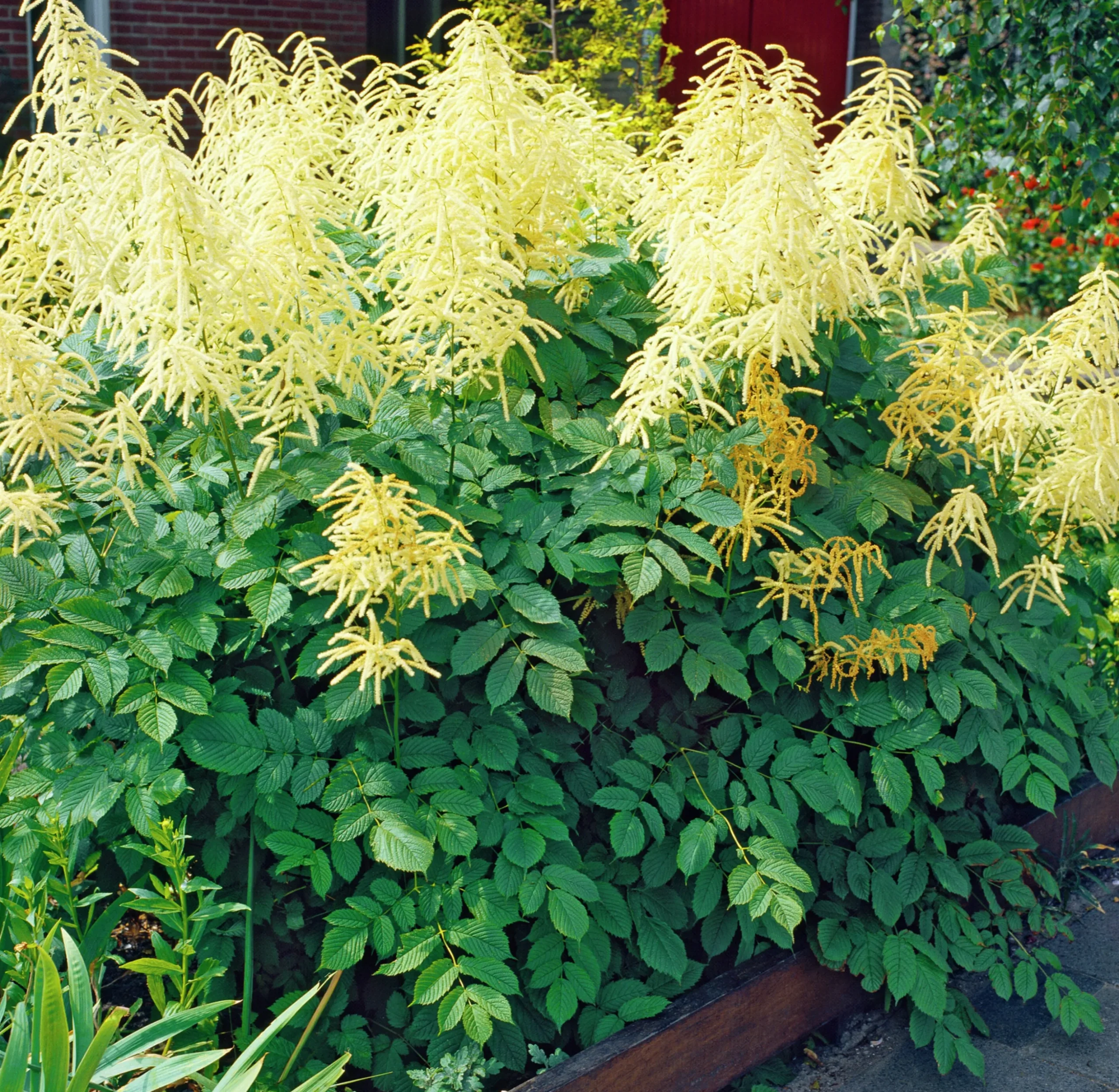 Plymspirea klassisk