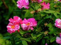 Polkagrisros 'Mundi' Barrotad