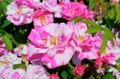 Polkagrisros 'Mundi' Barrotad