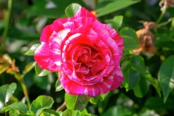 Polkagrisros 'Mundi' Barrotad