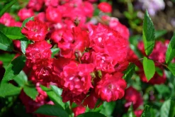 Polyantharos 'Fairy Dance' 'Harward' Barrotad