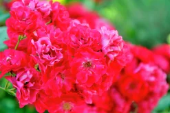 Polyantharos 'Fairy Dance' 'Harward' Barrotad