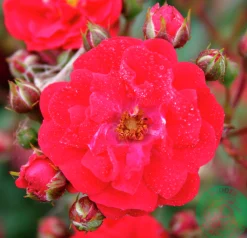 Polyantharos 'Fairy Dance' 'Harward' Barrotad