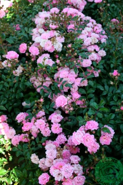 Polyantharos 'The Fairy' Barrotad