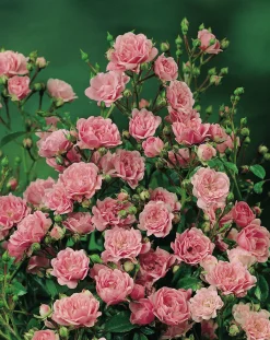 Polyantharos 'The Fairy' Barrotad