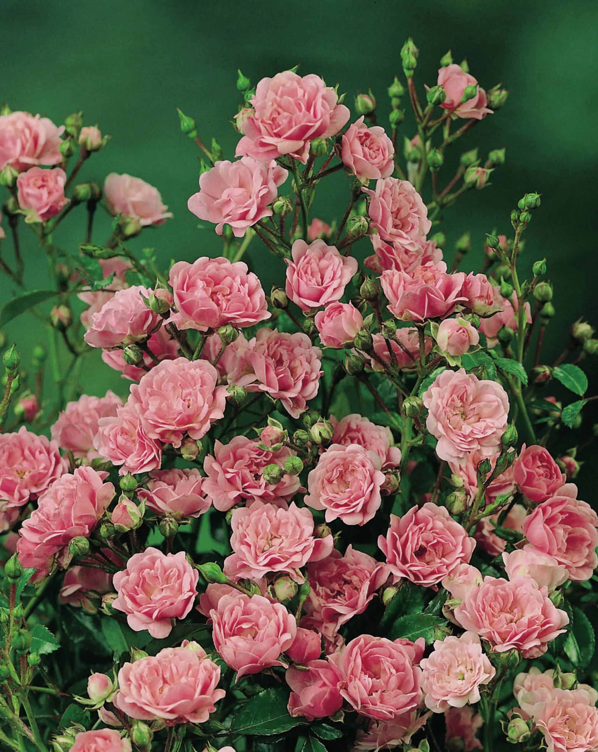 Polyantharos 'The Fairy' Barrotad