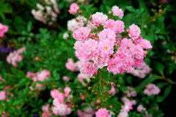 Polyantharos 'The Fairy' Barrotad