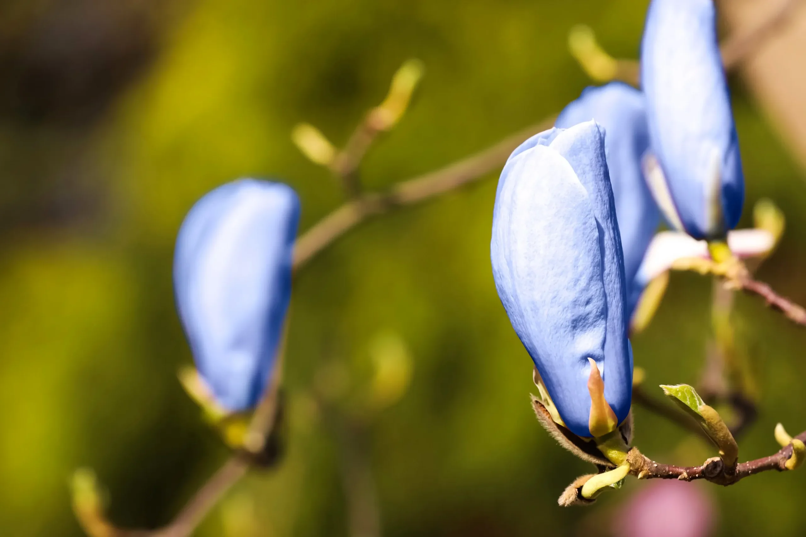 Poppelmagnolia 'Blue opal'