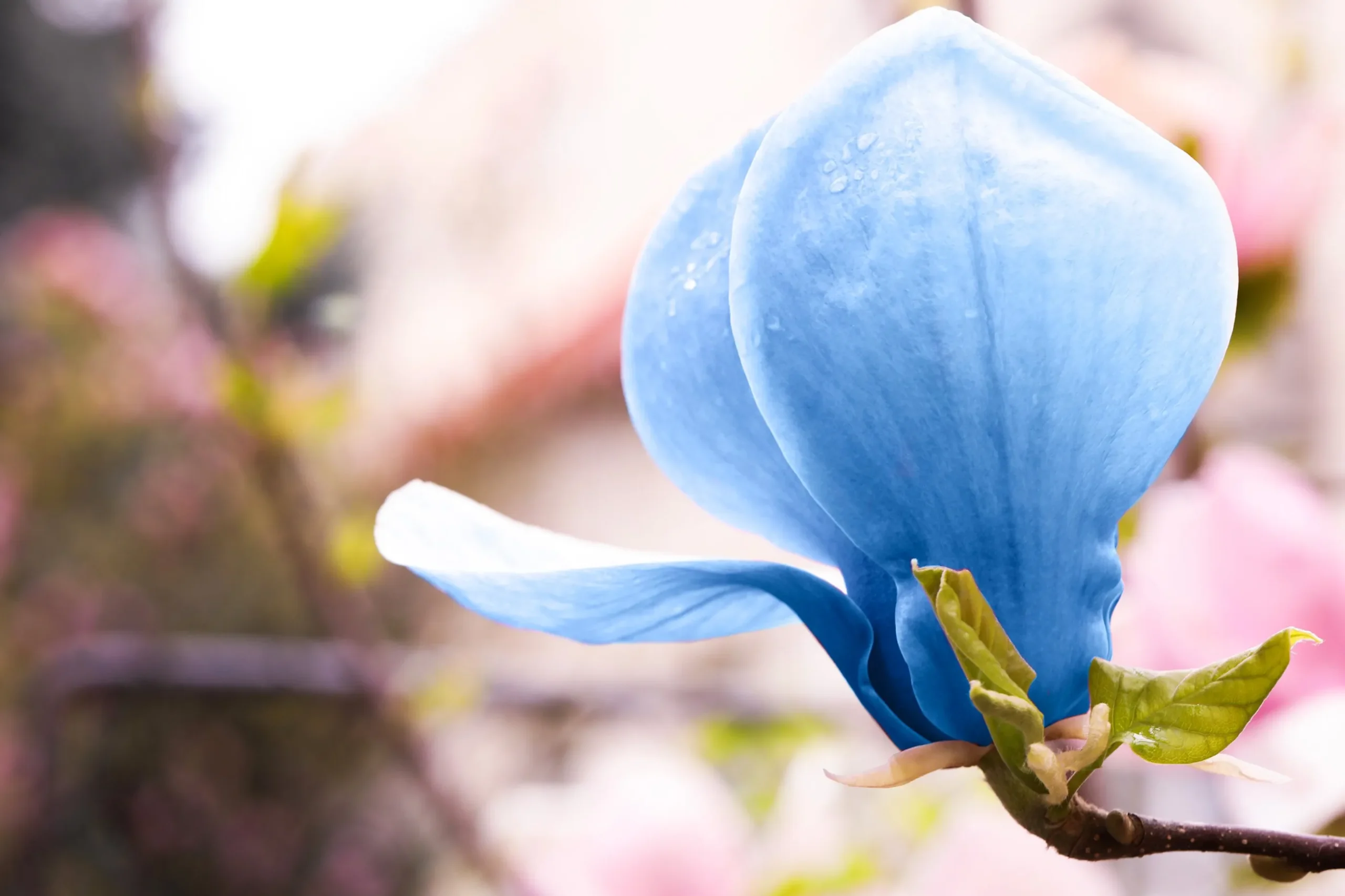 Poppelmagnolia 'Blue opal'