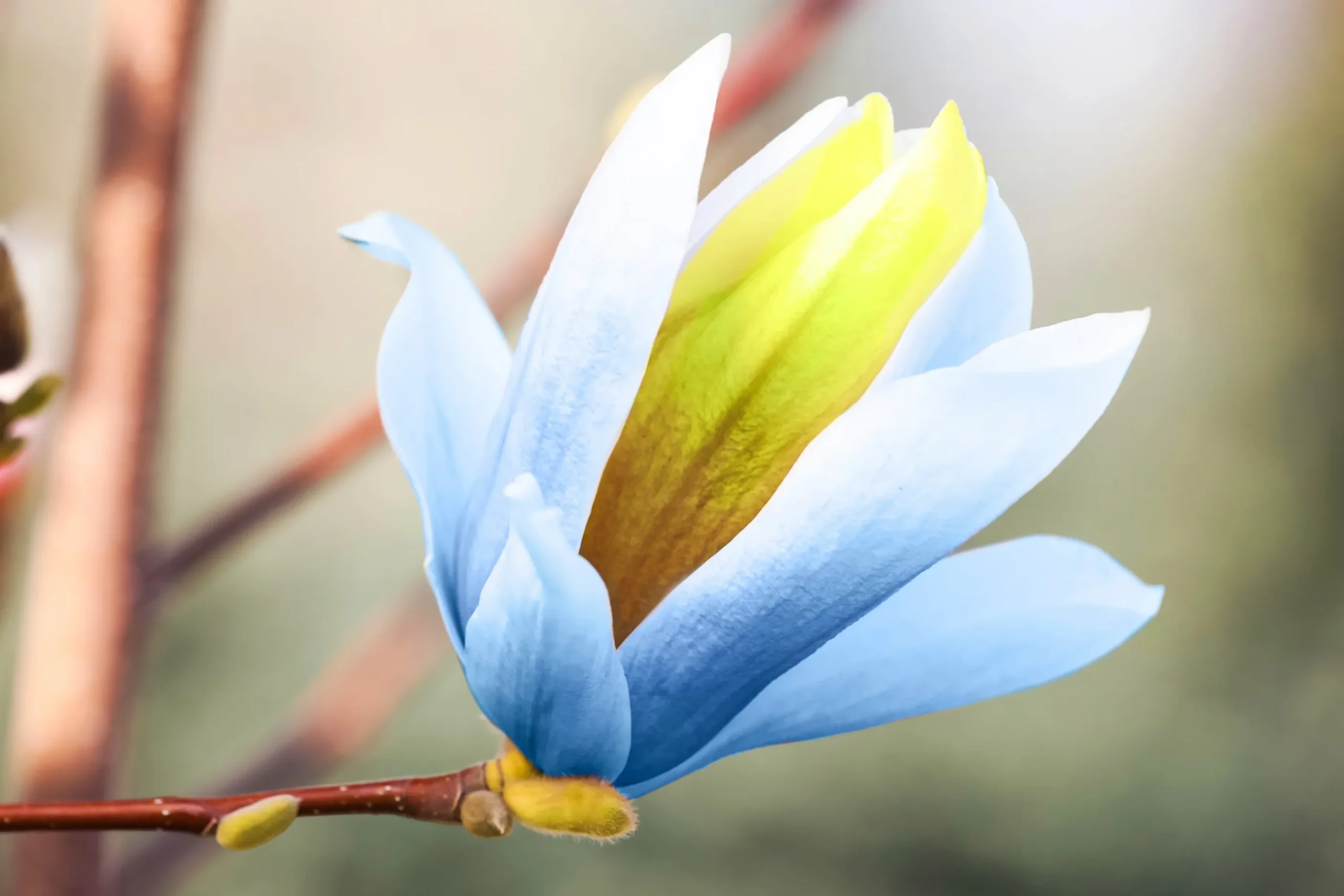 Poppelmagnolia 'Blue opal'