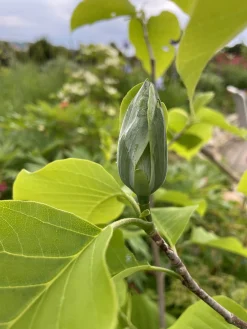 Poppelmagnolia 'Blue opal'