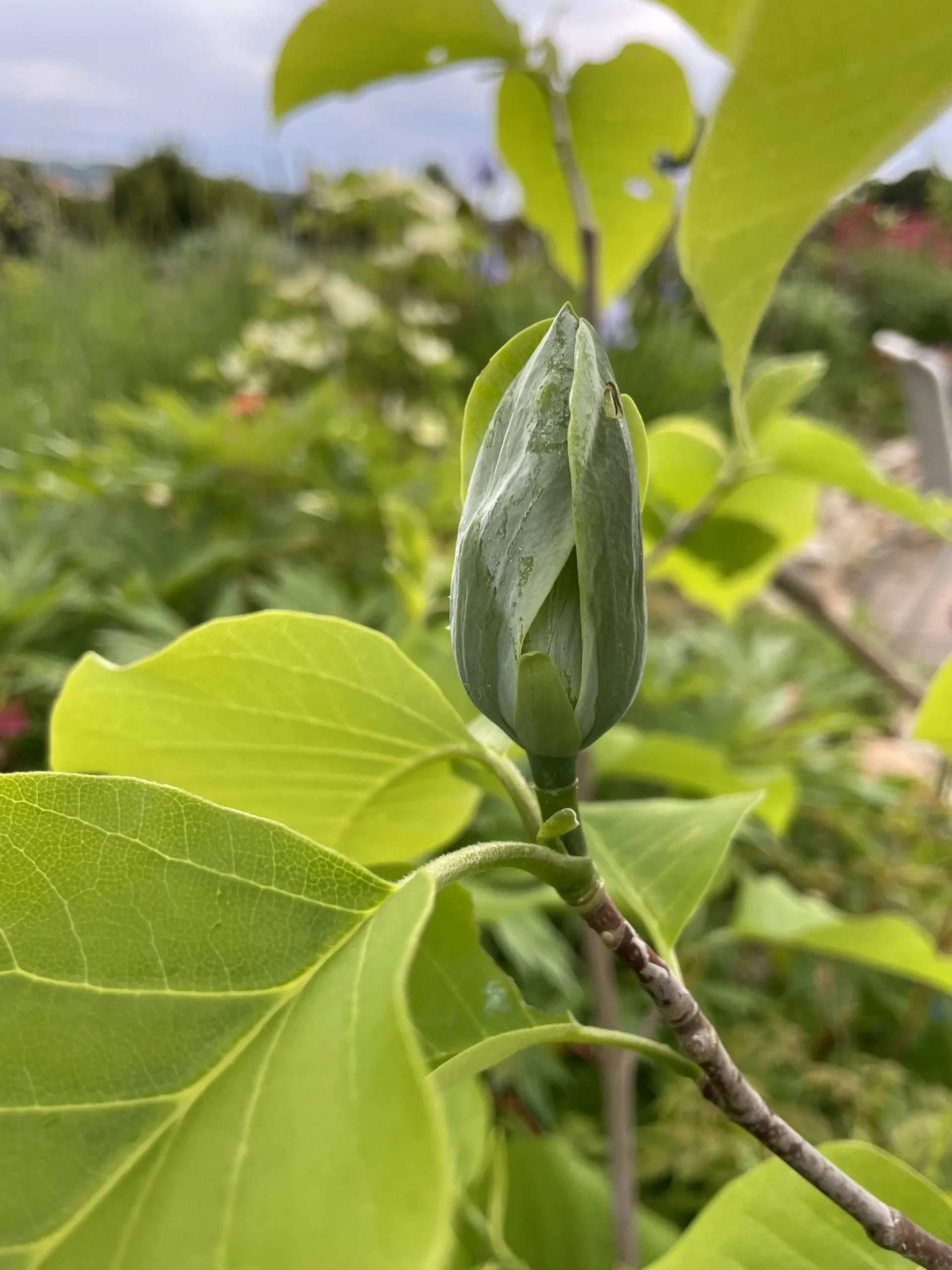 Poppelmagnolia 'Blue opal'