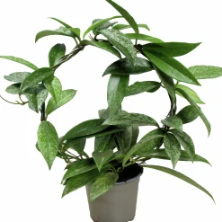 Porslinsblomma lat. Hoya carnosa på båge