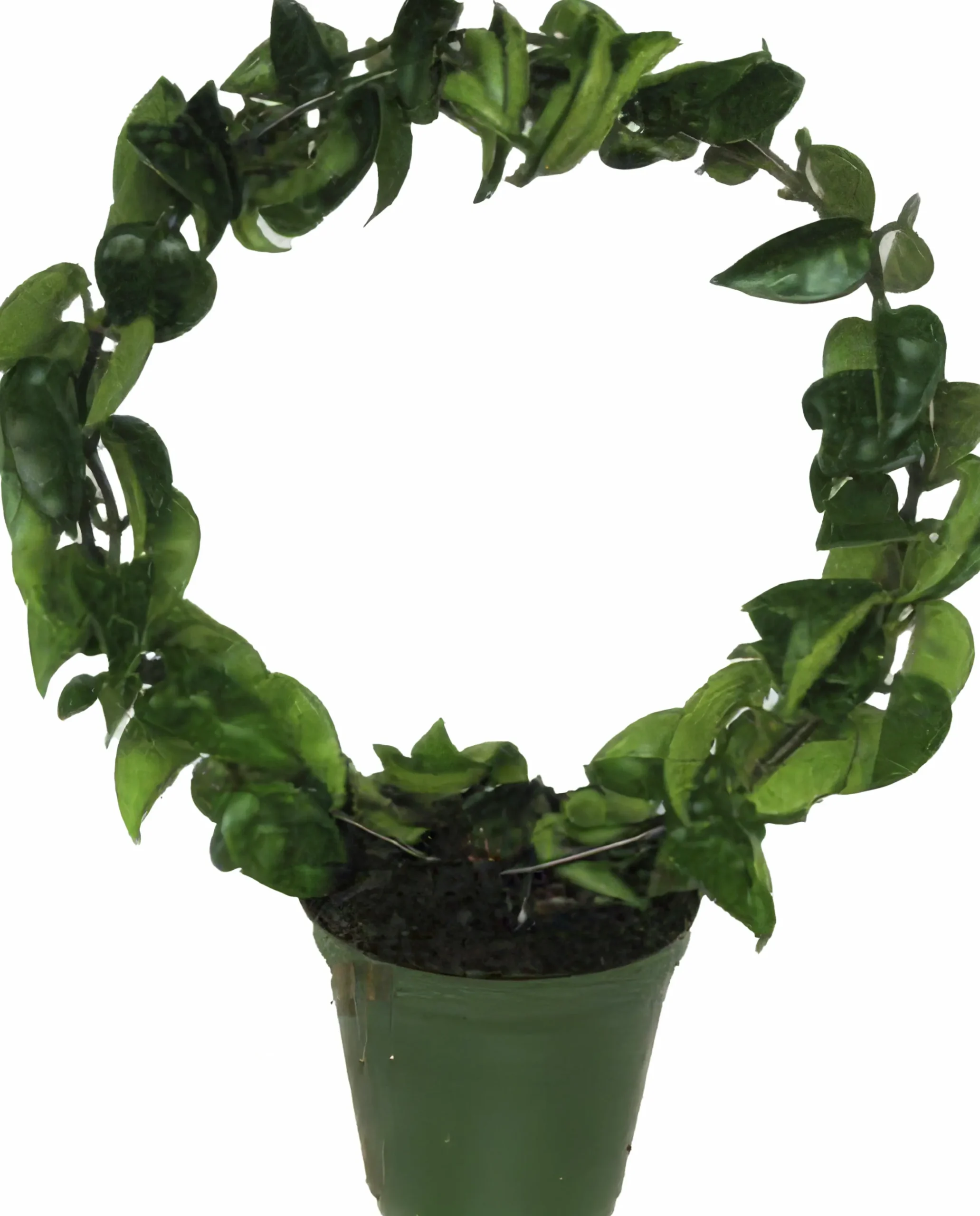 Porslinsblomma lat. Hoya carnosa 'Compacta' Båge 30cm